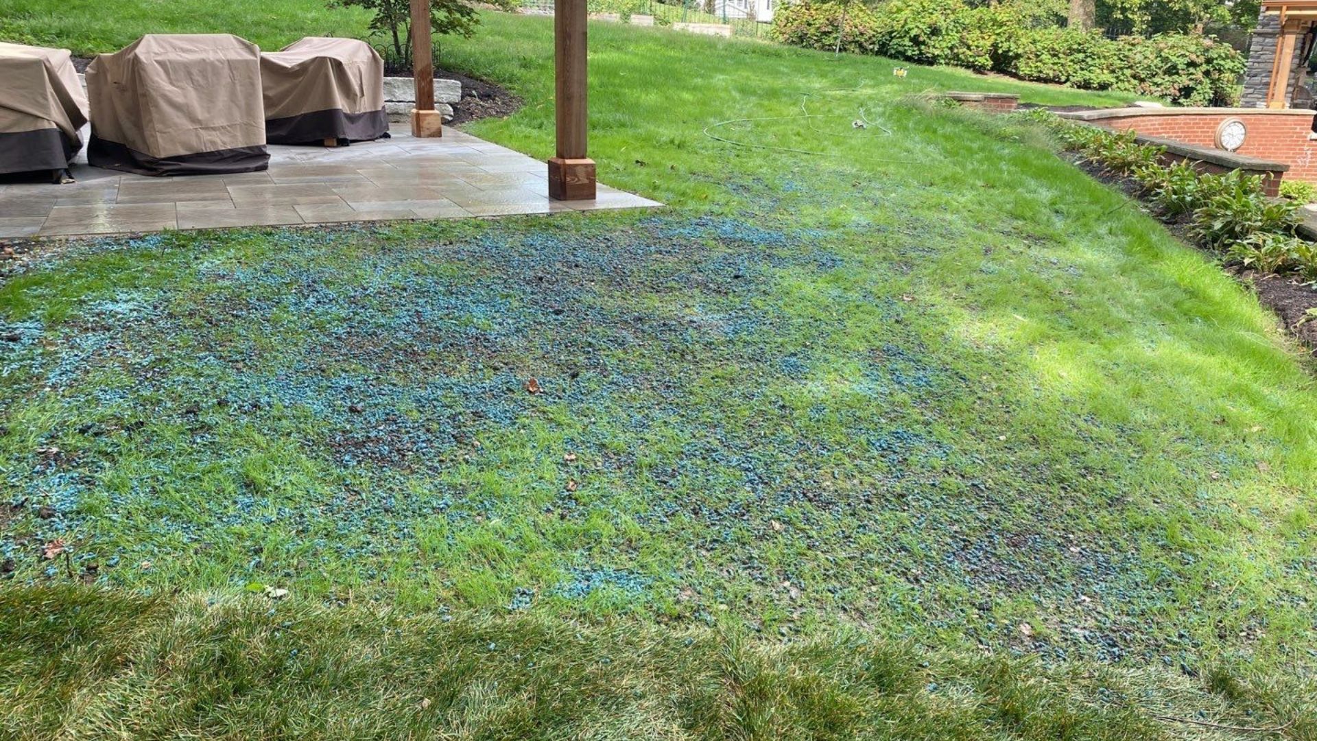 yard grading replanting