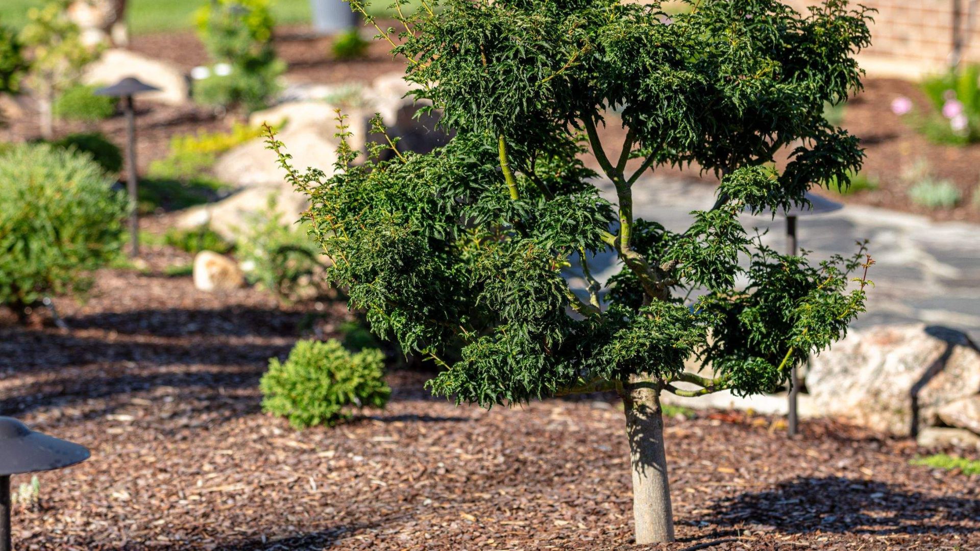 Shrub and Perennial Installation